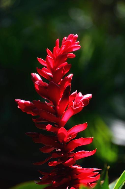 Pousada Canto Bella Terra Ilhabela Exteriör bild
